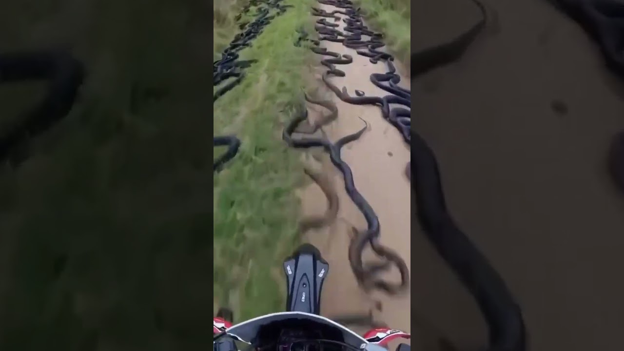 The island of Queimada Grande, where the only living thing is hundreds of thousands of snakes,