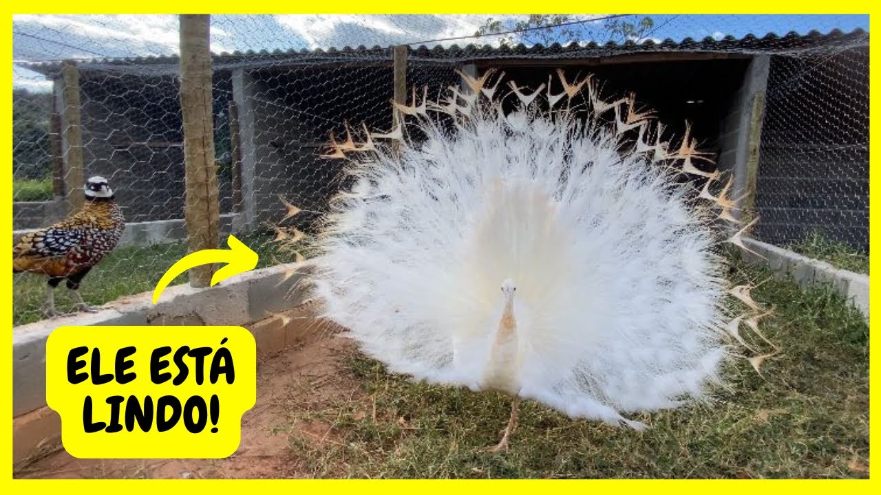 Belíssimo Pavão Branco se Exibindo - Pesando Ovos de Emus Australianos | Gutejando