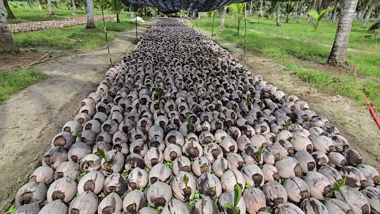 Semaian kelapa genjah pandan wangi