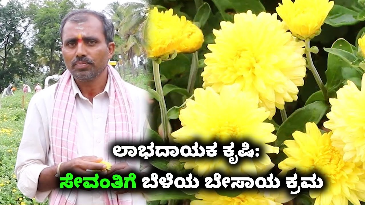 Chrysanthemum Farming Information Guide | ಲಾಭದಾಯಕ ಕೃಷಿ:  ಸೇವಂತಿಗೆ ಬೆಳೆಯ ಬೇಸಾಯ ಕ್ರಮ | Vijay Karnataka