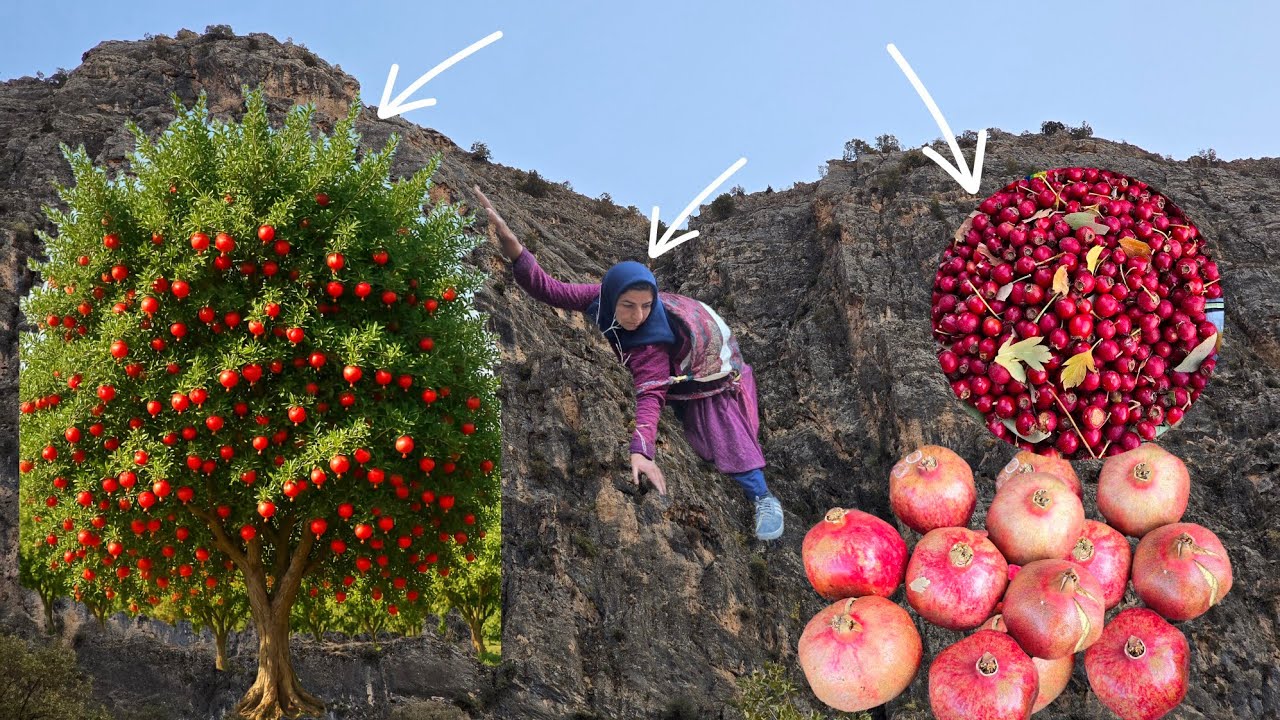 Esmat picking red hawthorn and pomegranates in the Zagros Mountains 🍎🌳🏔️