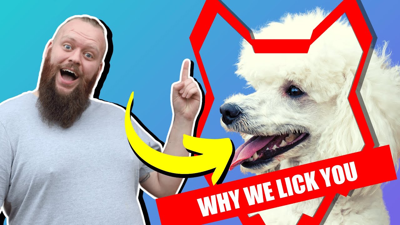Why POODLE LICK You