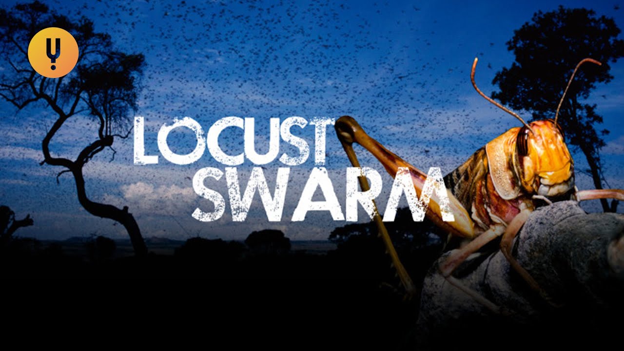 Fighting Back Against 2020's Massive Locust Swarms