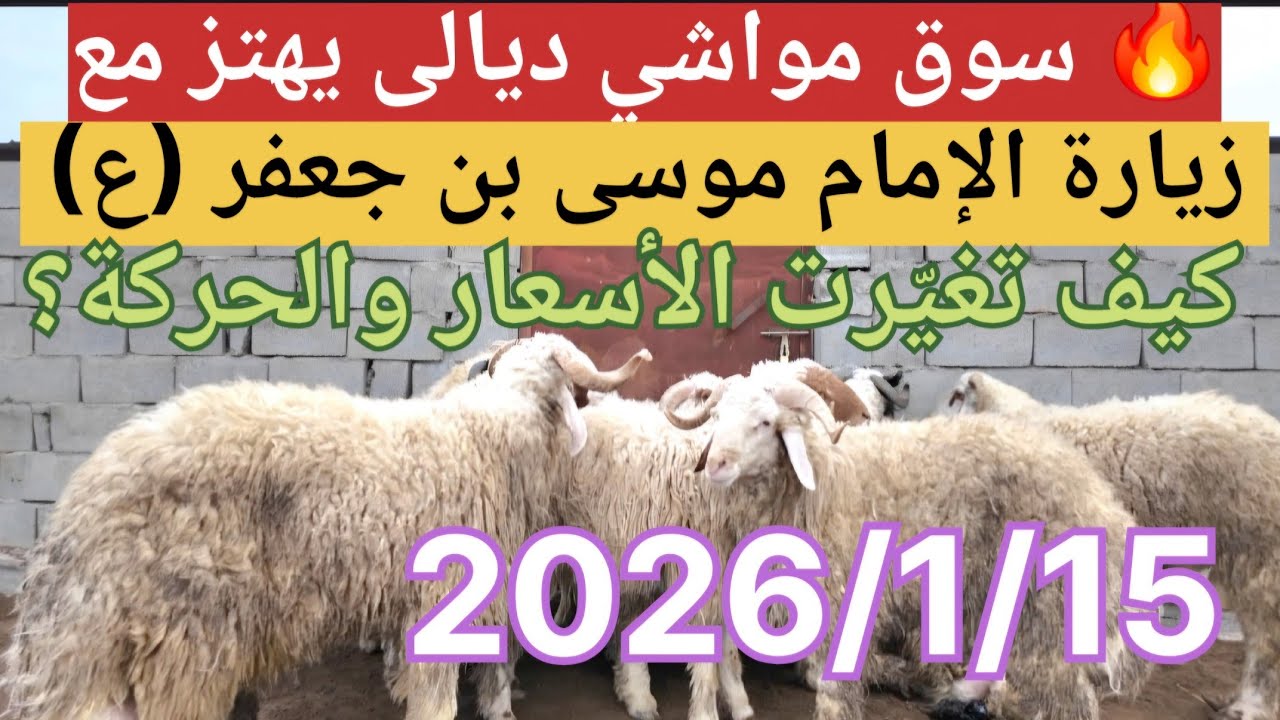 🔥 سوق مواشي ديالى يهتز مع  زيارة الإمام موسى بن جعفر (ع) | كيف تغيّرت الأسعار والحركة؟