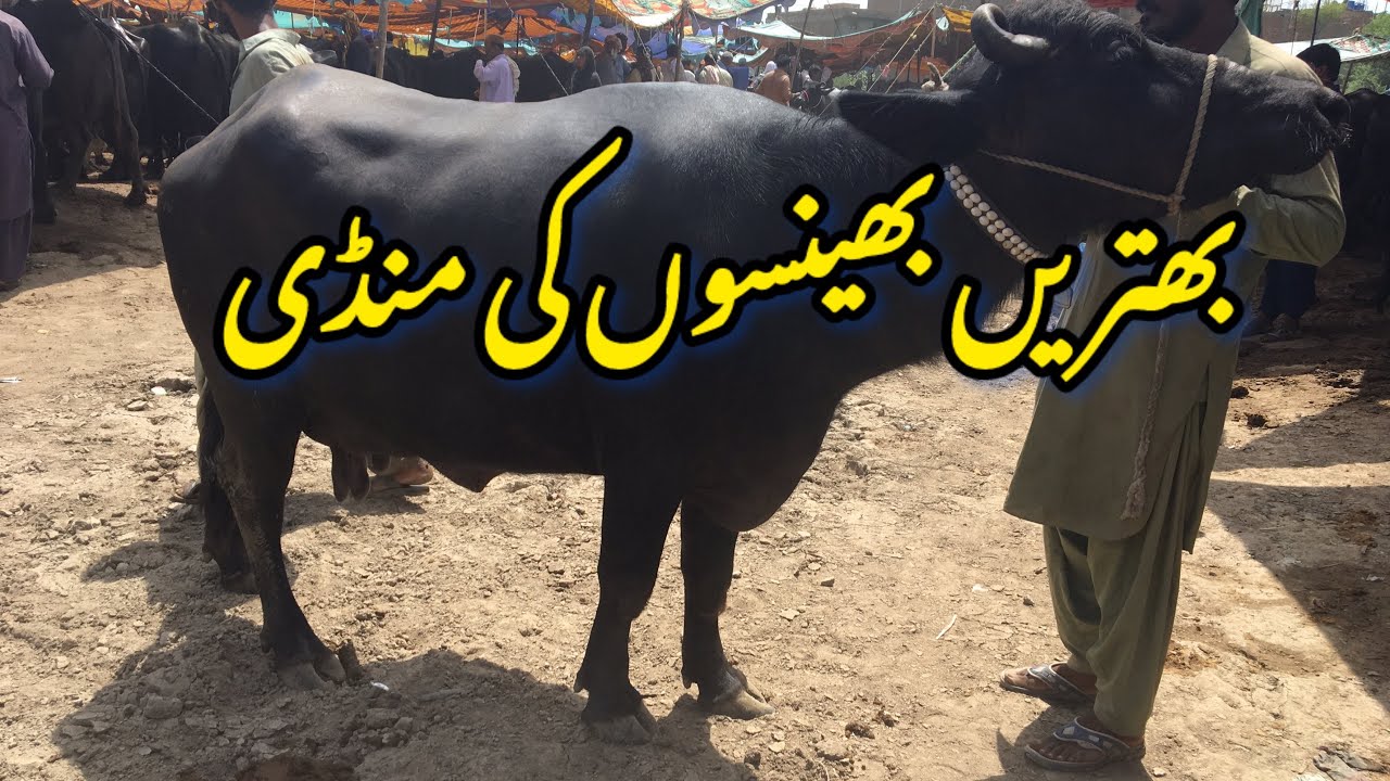 Shadadpur Buffalo Mandi price today update|| Bhtreen Bhains ki Mandi