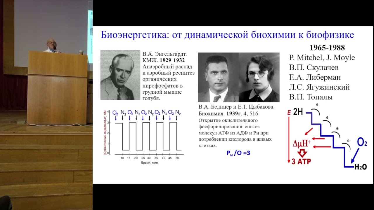 Маевский Е. И. Раскрытие связи энергетики и информации в адаптации организма к гипоксии