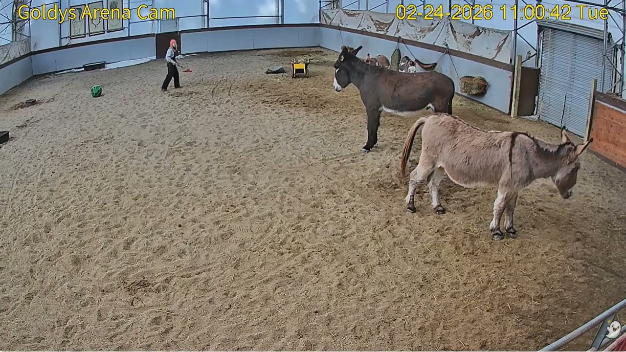 Goldy's Arena Rescues  1041am Julie mucks TLC  Arthur Woody Magnus  Dimitri  Charlie 2242026