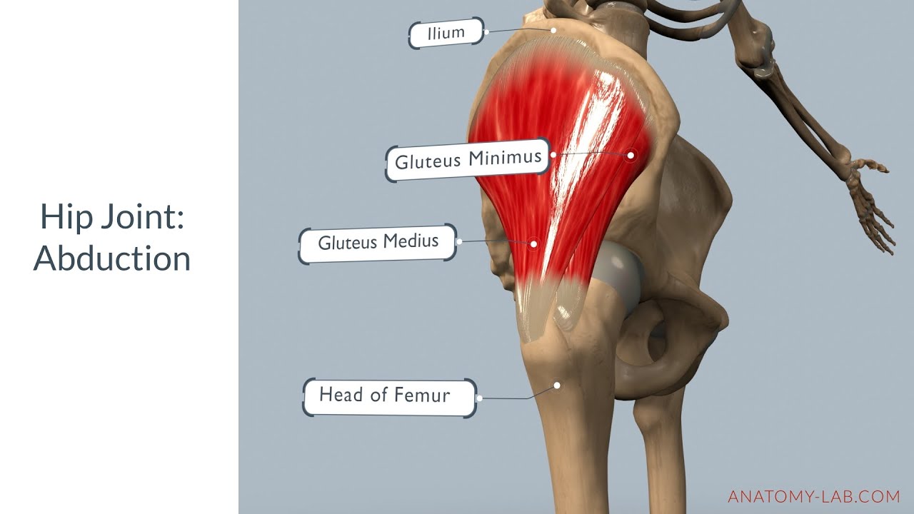Понимание отведения бедра: анатомия, мышцы и диапазон движения