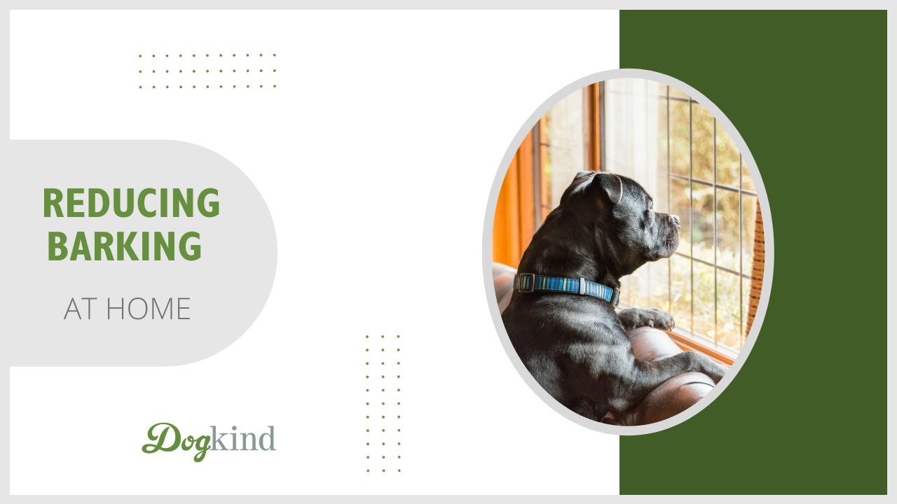 Reduce barking at home