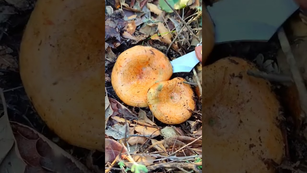 #setas lactarius sanguifluus #niscalos