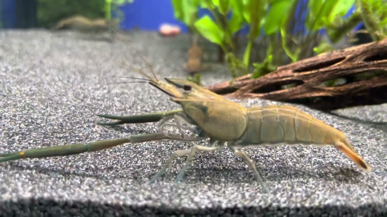 Креветка macrobrachium asperulum