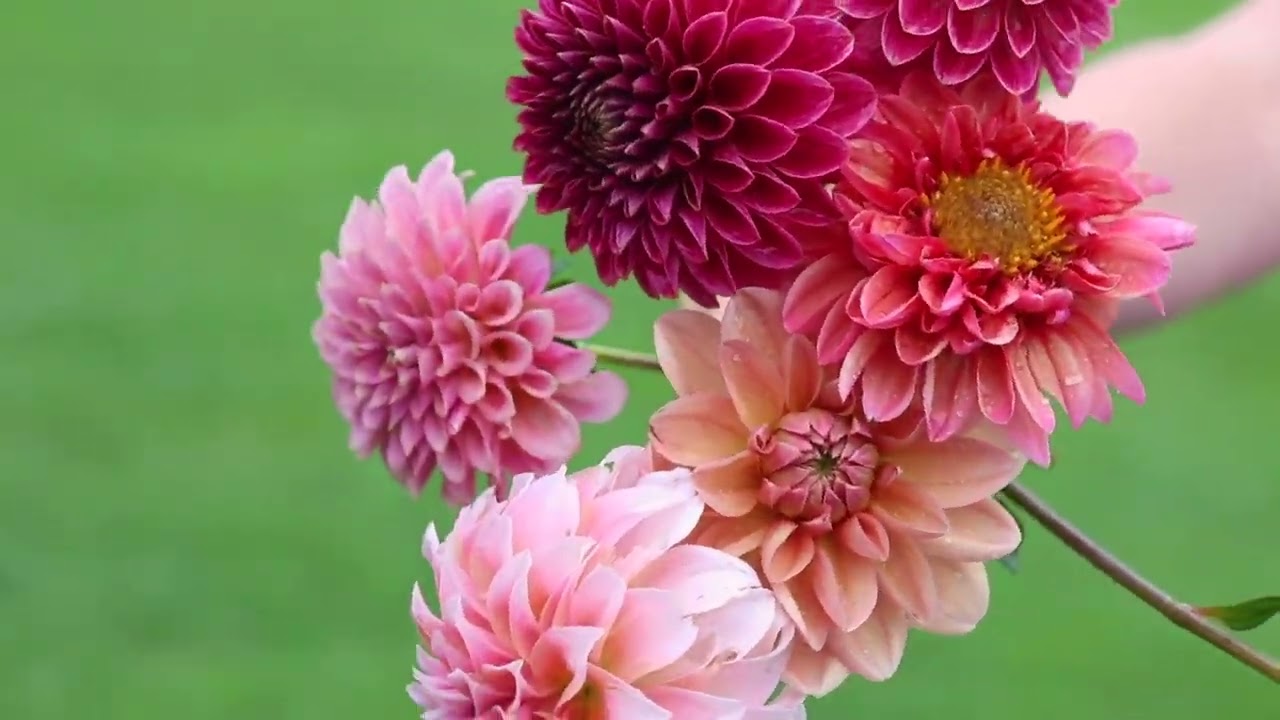 Dahlia Clips