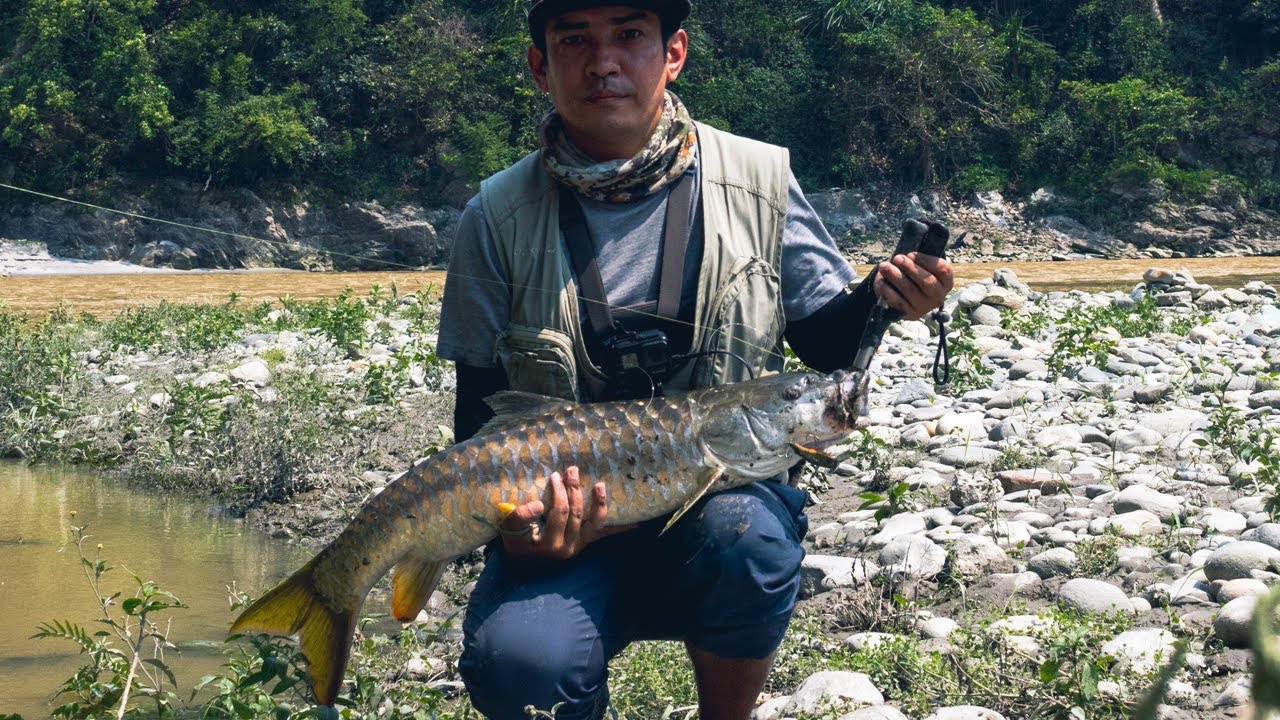 Golden Mahseer on handmade lures! Fishing in Teesta and  Rangeet river, Sikkim!