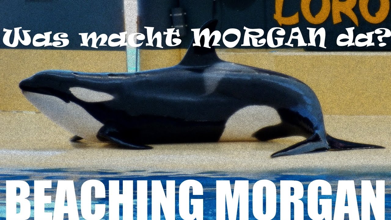 Orca MORGAN Beaching @ Loro Parque (Teneriffa) | zoos.media