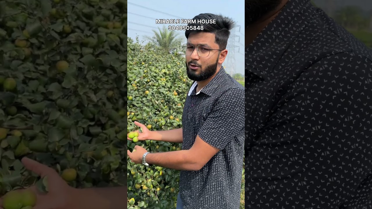 വാണിജ്യ അടിസ്ഥാനത്തിൽ കൃഷി ചെയ്യാൻ പറ്റിയ ഒരു വെറൈറ്റി ആണ് ബെർ ആപ്പിൾ ഏത് ചൂടിലും ഇതുപോലെ കായ്ക്കും.