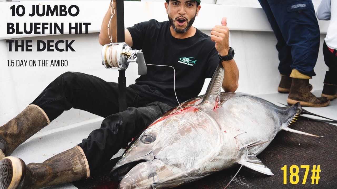 10 Jumbo Bluefin tuna hit the deck on the Amigo 1.5 day charter INSANE FISHING