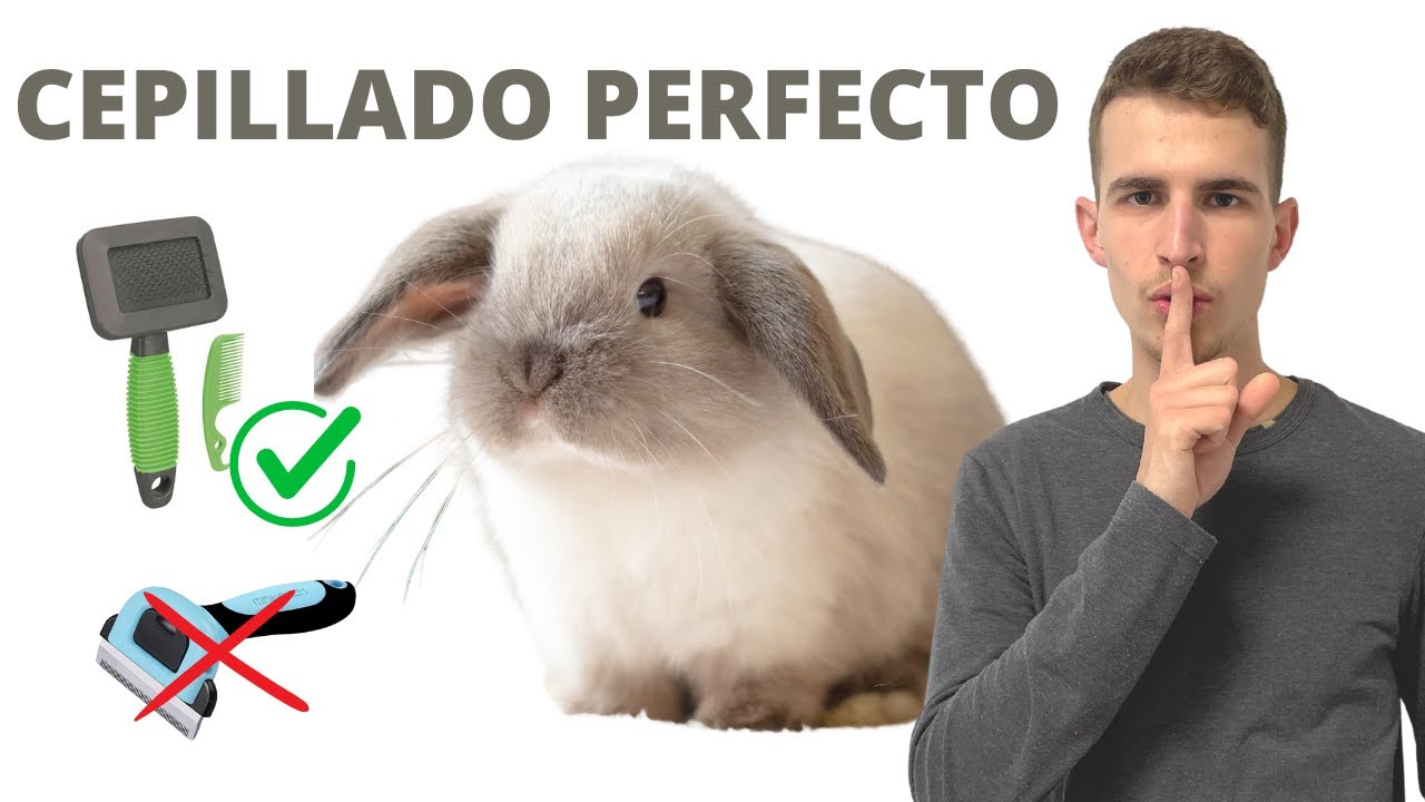 Como Cepillar a Tu CONEJO 🐰 Correctamente Y Cuando Hacerlo
