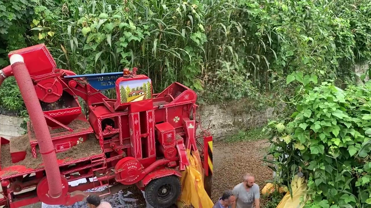 Giresun'da fındık patoza veriyoruz.
