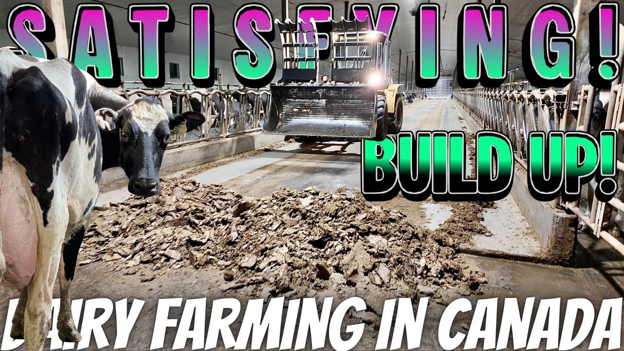 Scrapping Feed Build Up And Other Maintenance!