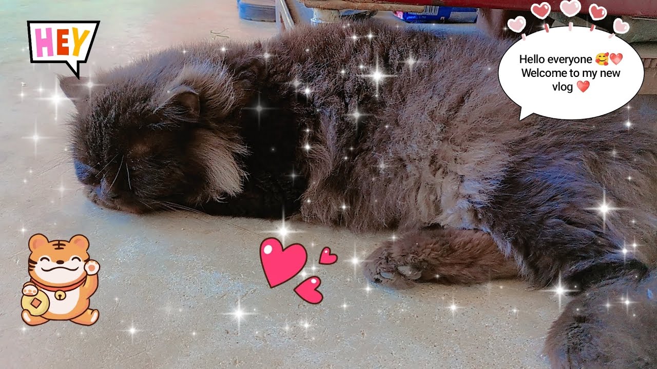 Hello everyone welcome to my new vlog ❤️🥰#viral #vlog 👍🏻🥰