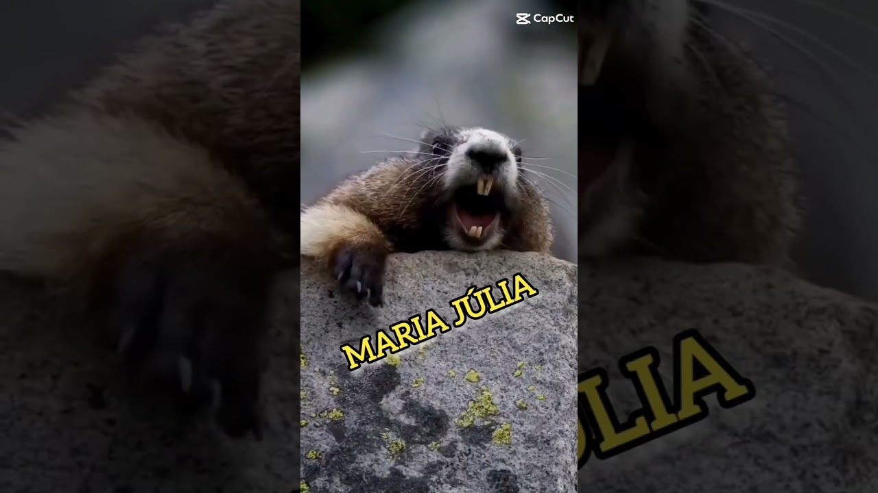 Marmota grita: MARIA J&Uacute;LIA