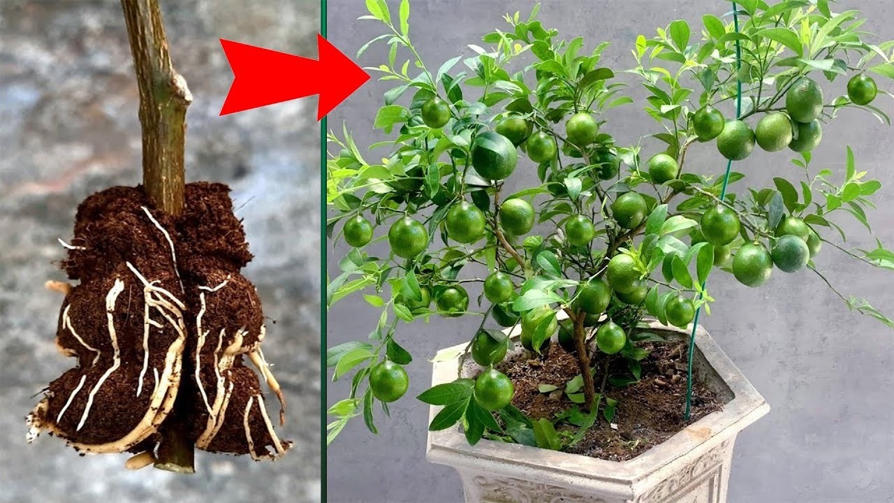 Lemon Tree Propagation Tip with Garlic & Toothpaste – Easy and Fast Rooting