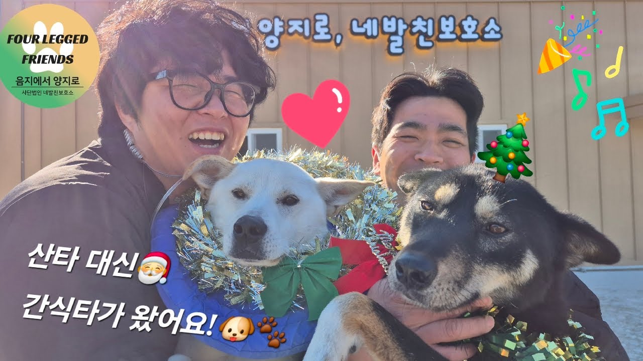 🎄네발친 보호소의 크리스마스는 어떤 모습일까요?🎄