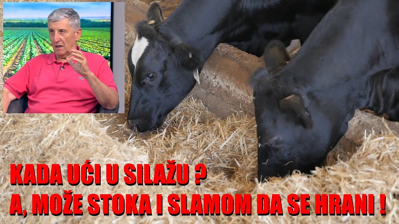 Kukuruz je GOTOV - da se makar iskoristi za SILAŽU - ovo su pravila  evo  ŠTA MOŽE DA SE URADI ?