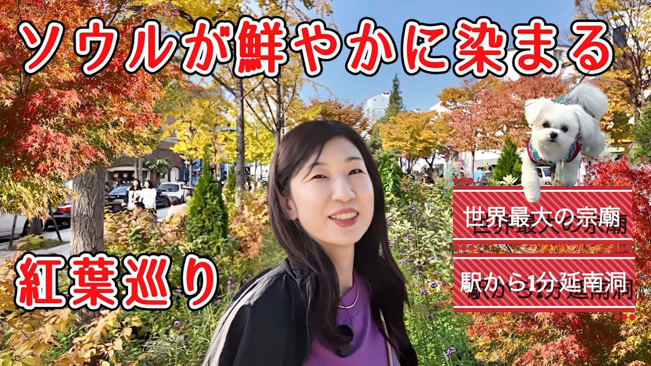 【ソウル紅葉】駅から1分・簡単に行ける延南洞/どこまでも真っ直ぐな紅葉の遊歩道がすごい！/歴代の王の魂が祀られる・宗廟/世界最長の朱色の建物と紅葉が合わさる秋は必見！/紅葉巡りの旅も最終日/50代夫婦