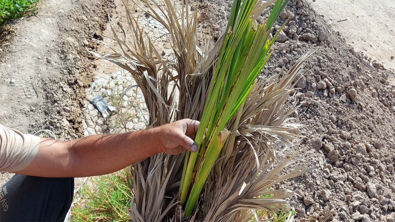 نجاح الفسائل بعد مرور 8 اشهر من غرسها , dactylifera