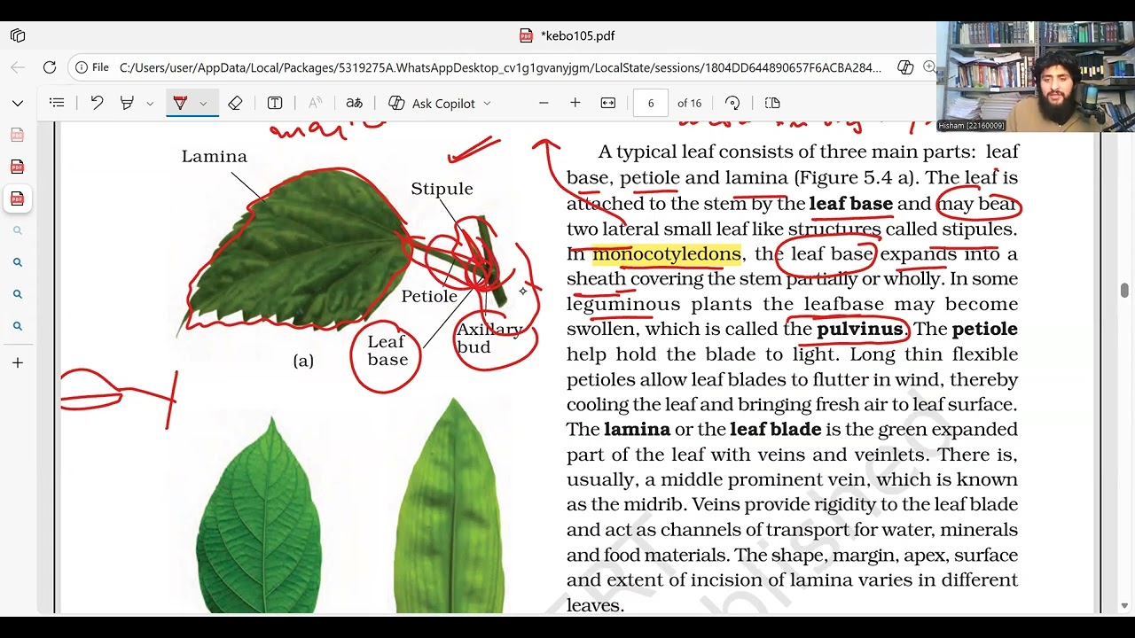 Morphology of flowering plants lec no. 4 NCERT Biology Line by Line for NEET Concept Mastery!