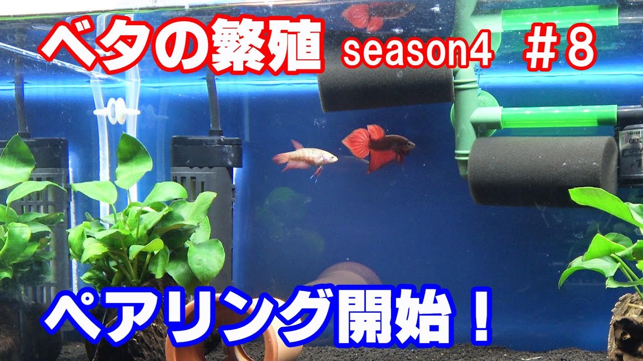 【ベタの繁殖】ペアリング開始！ bettafish breeding season4#8