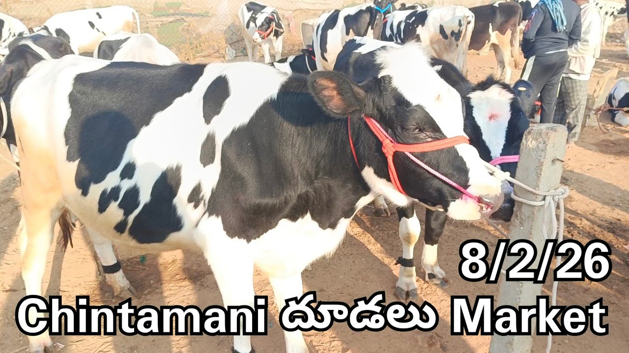 Chintamani Calfs Market Today 🐄🐄