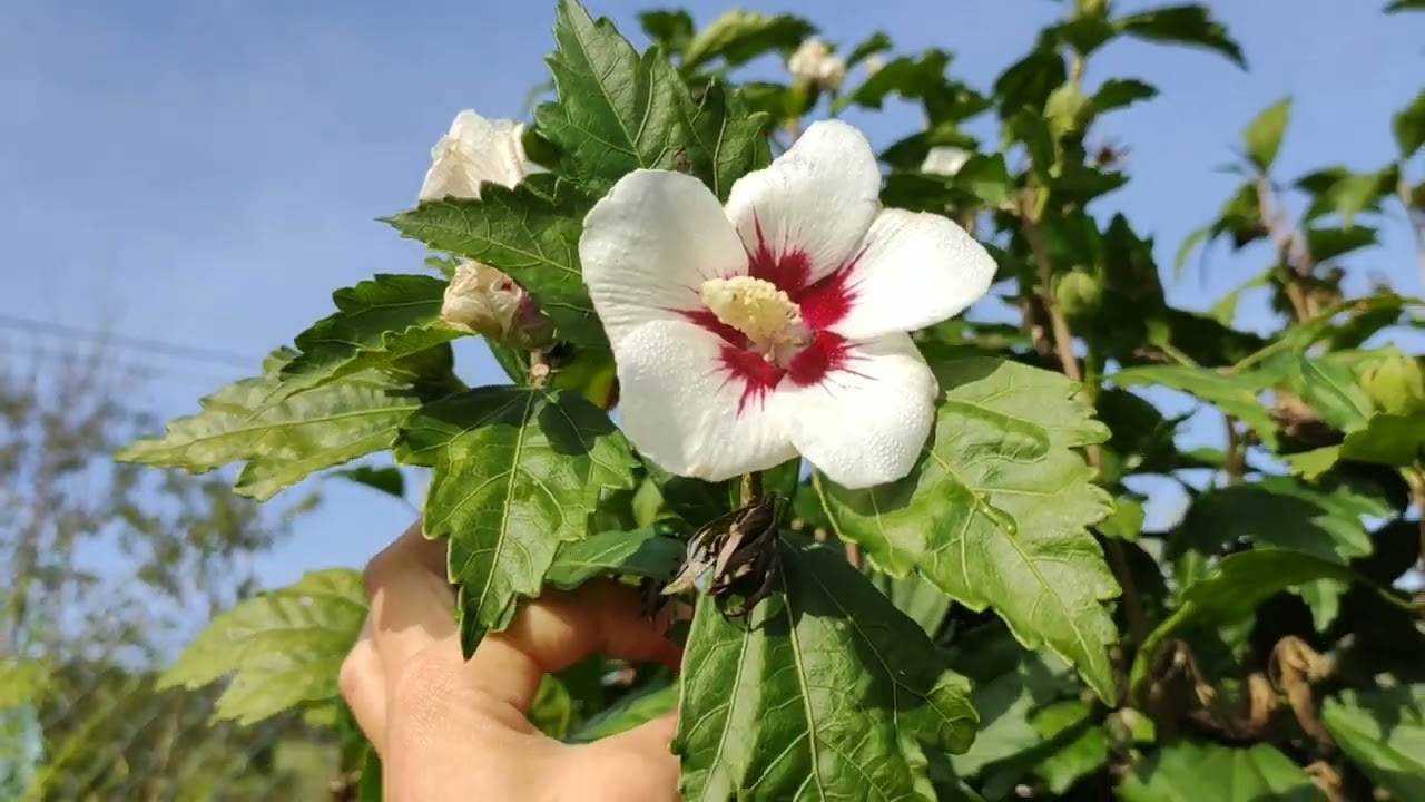 ZDROWA herbatka z HIBISKUSA, jakie odmiany suszyć i pić?