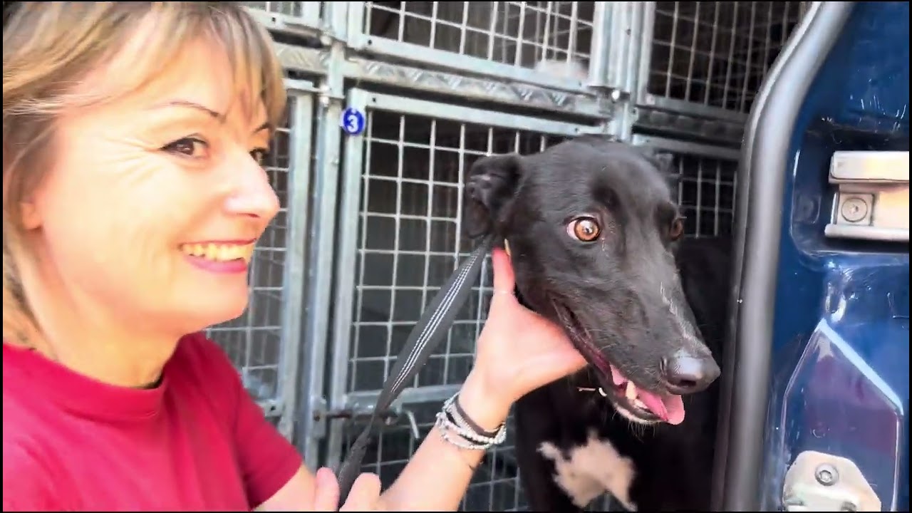 GACI ODV - Adozioni Levrieri Italia - 07 Giugno 2025 - Arrivo Greyhound
