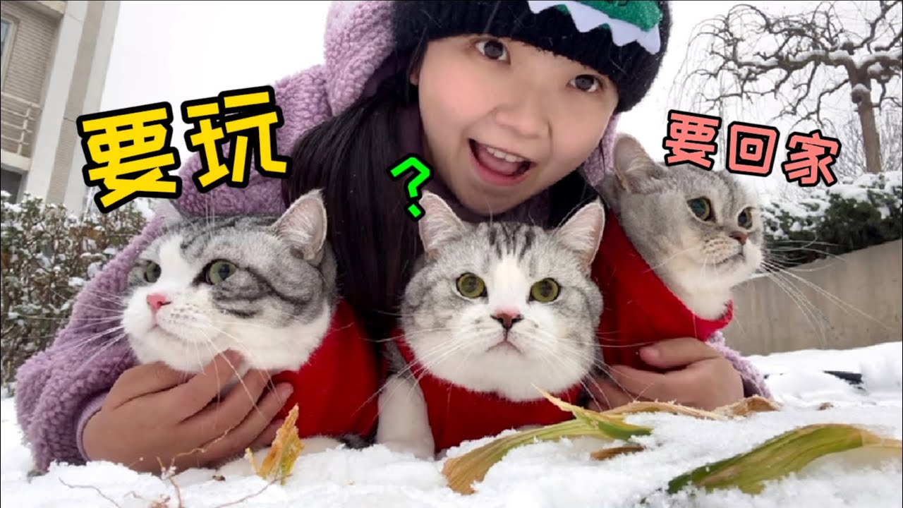 一個人帶三隻性格不同的貓出門看雪，能有多兵荒馬亂?