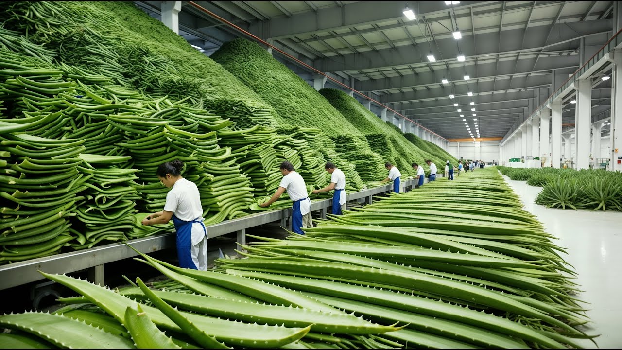How Farmers Harvest and Process Millions of Aloe Vera Leaves | How Aloe Vera Gel Is Made