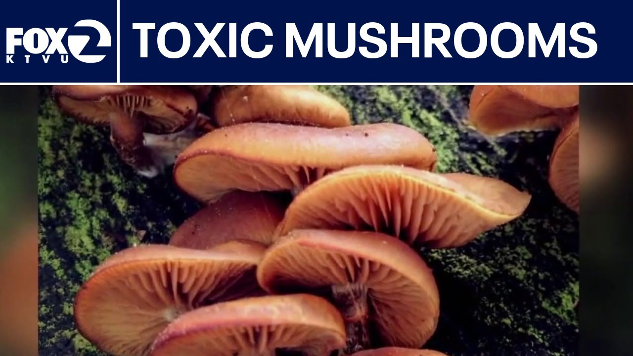 Bay Area man dies from suspected mushroom poisoning | KTVU