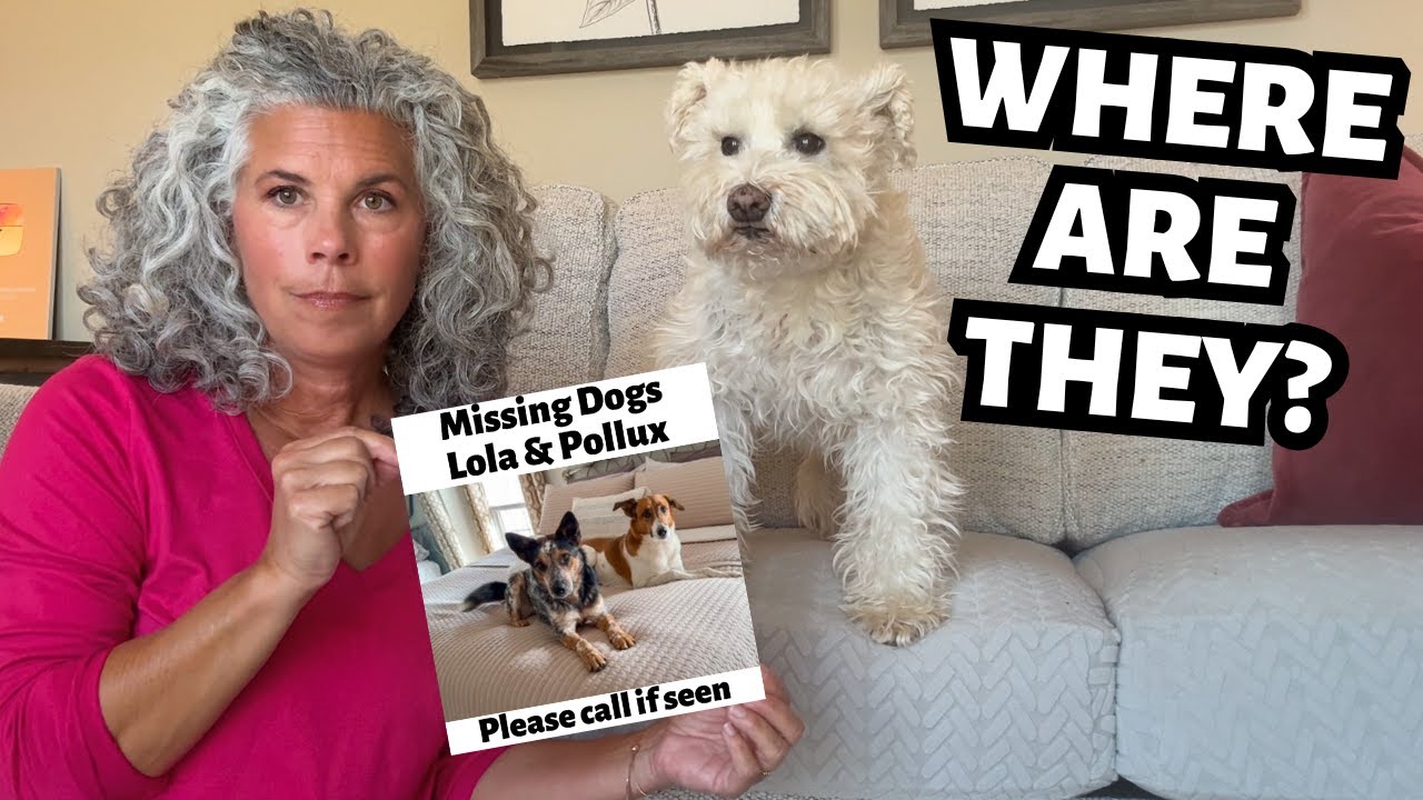 ‼️Vacation Nightmare‼️ – My Dogs Went Missing!