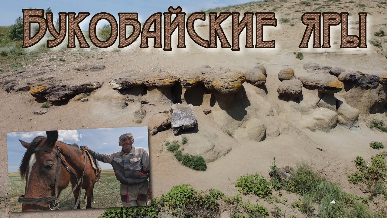 Степи оренбуржья. Букобайские яры. Жуки скарабеи.