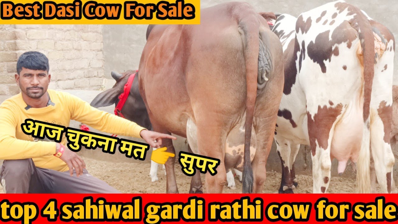 आज खरीदो सबसे सुन्दर गदरी राठी गाय। top 4 sahiwal gardi rathi cow for sale ! Best Dasi Cow For Sale