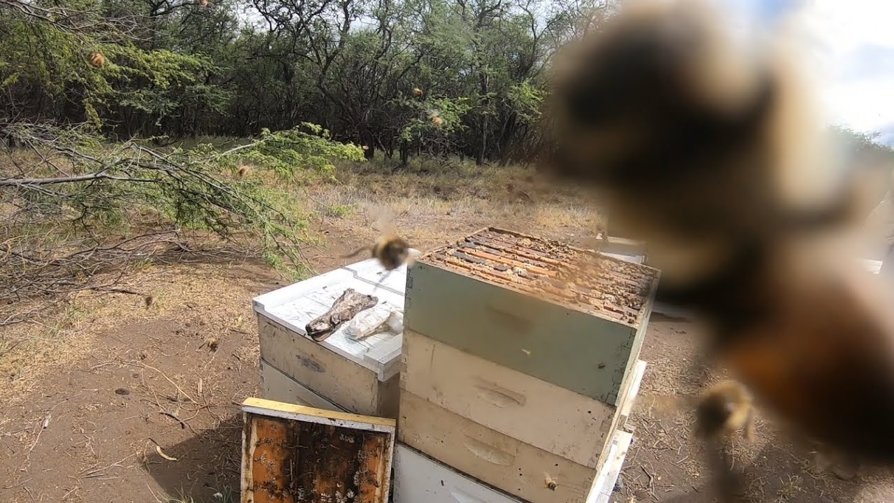 Honey University: Killer Bees