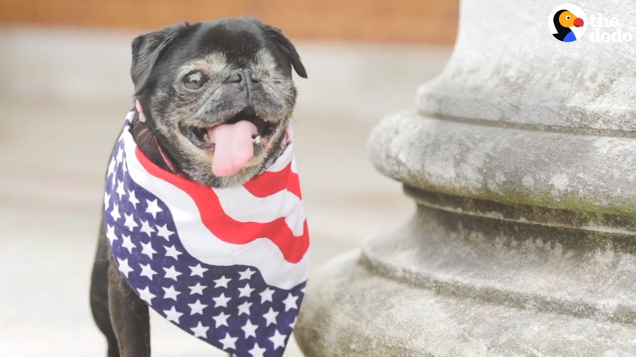 Senior Pug Is 'Running For President' &mdash; And Raising A Ton Of Money In The Process