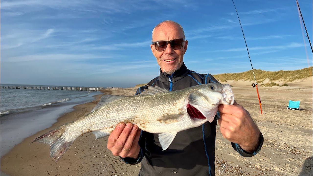 Zeebaars Noordzeestrand