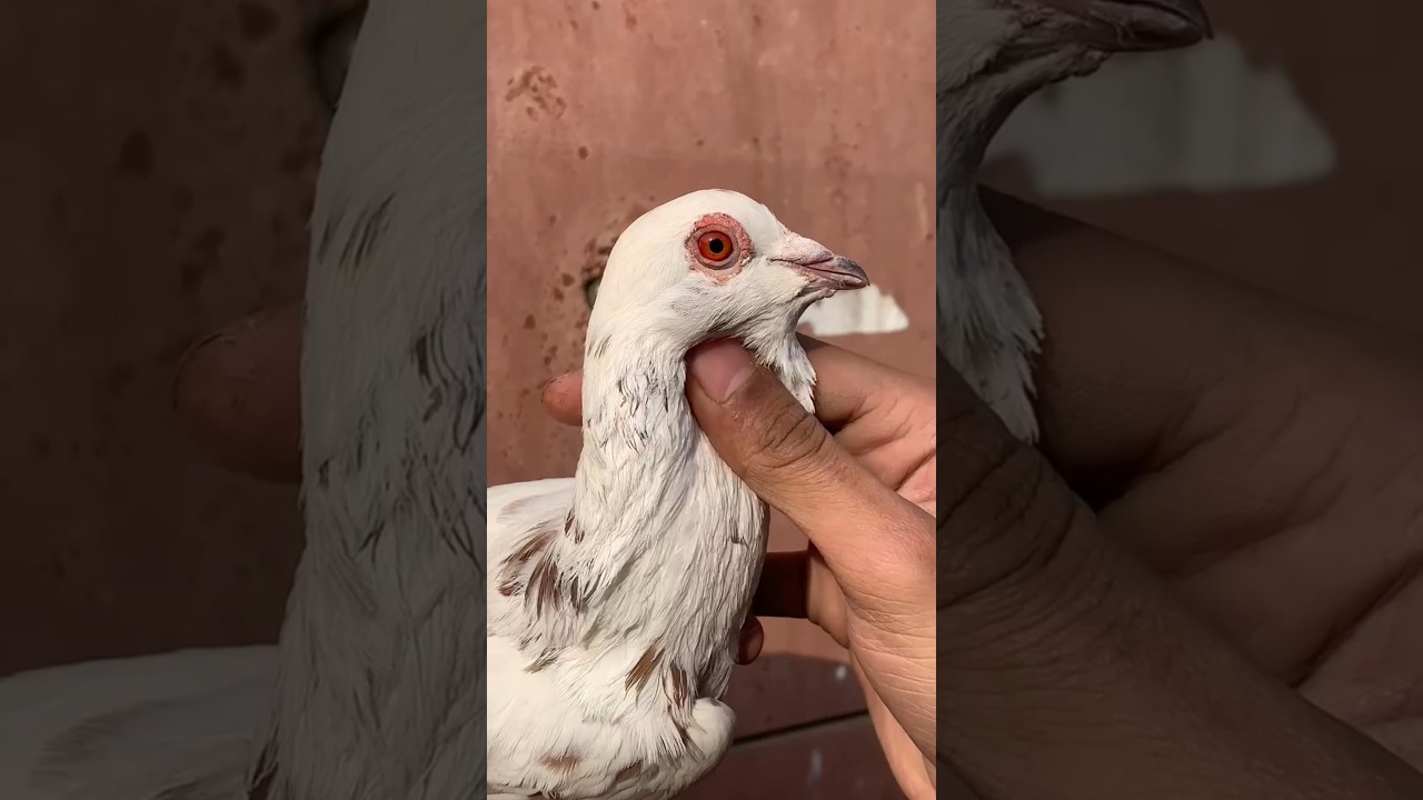Pet market ke sabse ache kabutar😱 #kabootar #pet #minivlog #birds #vlog