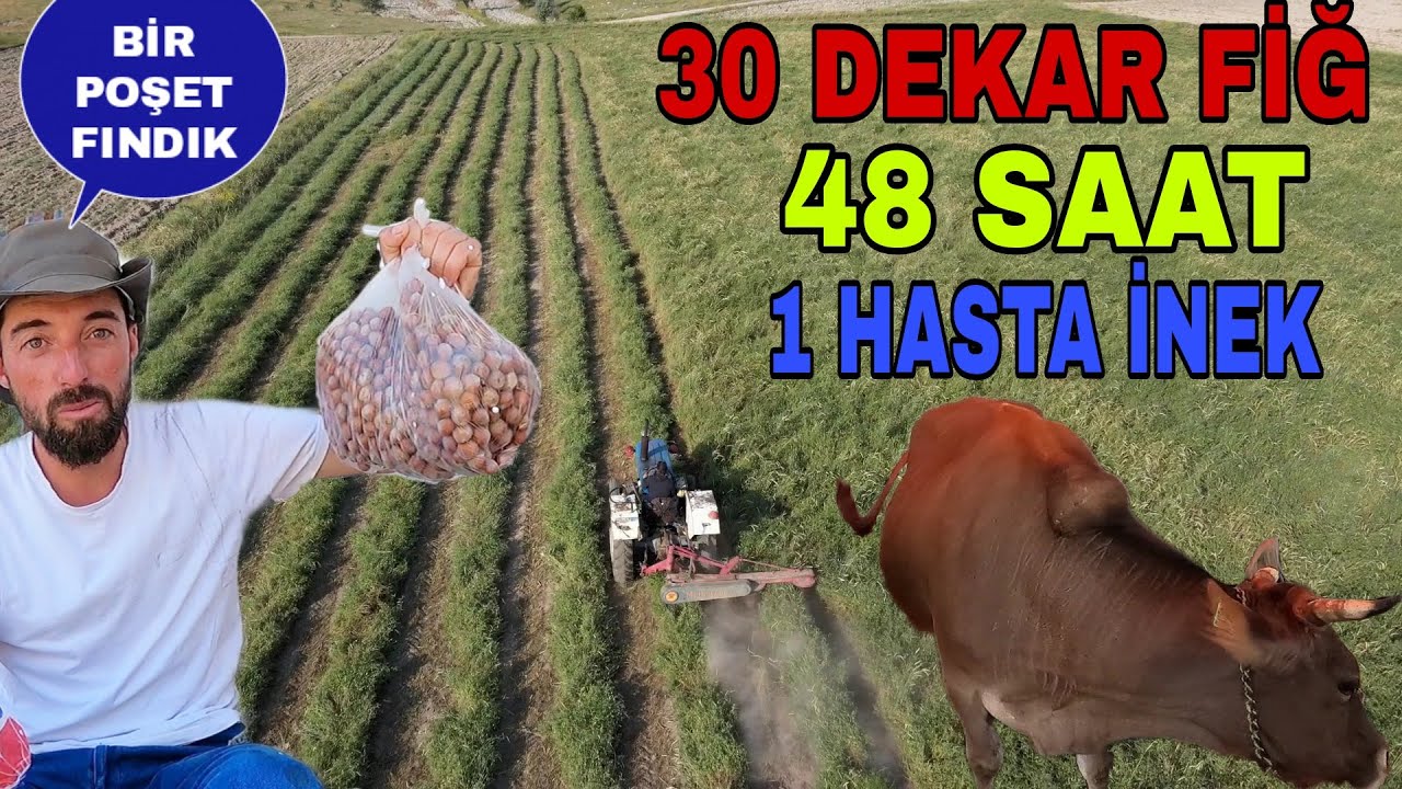 48 SAAT'TE 30 DEKAR FİĞ BİÇİMİ!! ARTI BİR POŞET FINDIK BİR HASTA İNEK