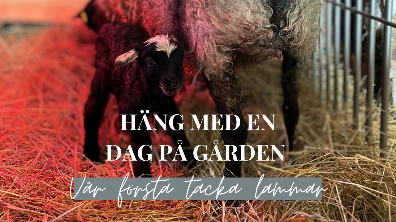 Häng med en dag på gården, och vår första tacka lammar!