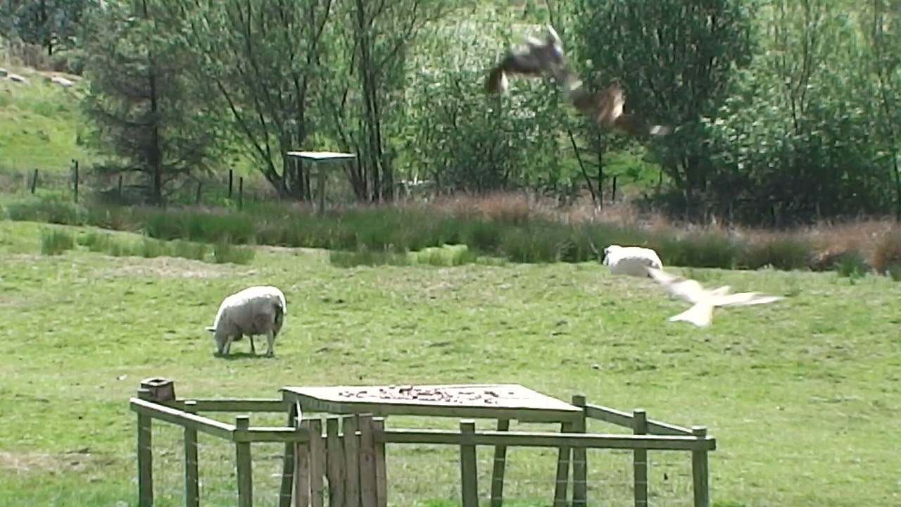 #red kites