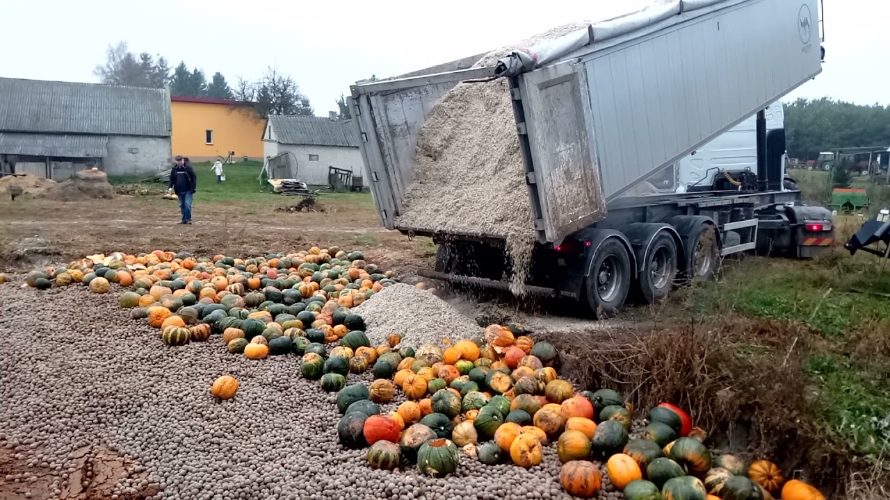 wysłodki buraczane na przykrycie ziemniaków i dyni na kiszonkę.
