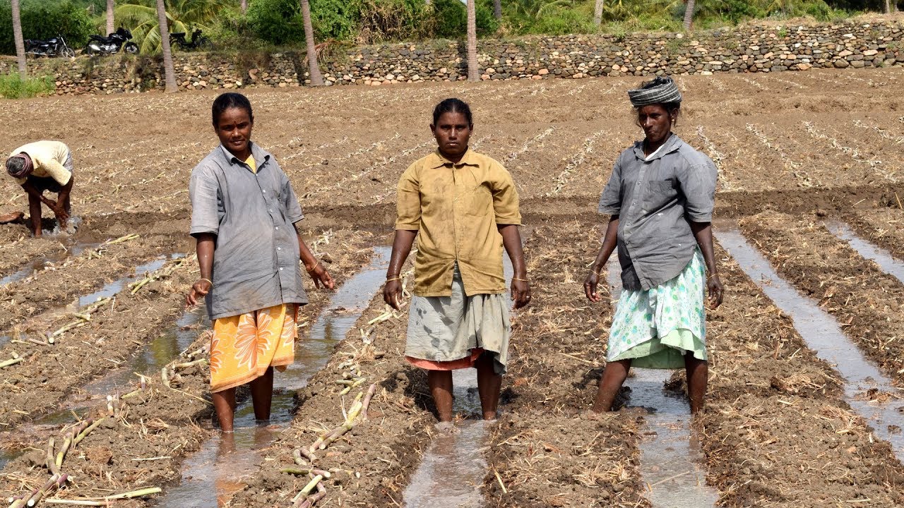 Sugarcane Cultivation Process in India | Village People working Faster than Machine | Wild Food